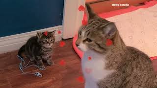 Socializing the 5 Week Abandoned Kitten With the Help of Older Cats by Nine's Catudio 1,062 views 5 months ago 2 minutes, 1 second