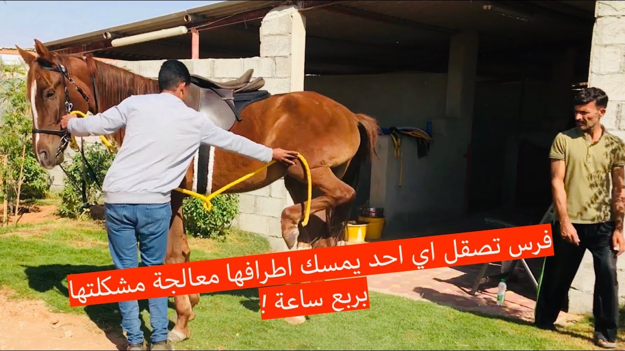 فرس تصقل (تضرب) اي احد يمسك اطراف ارجلها