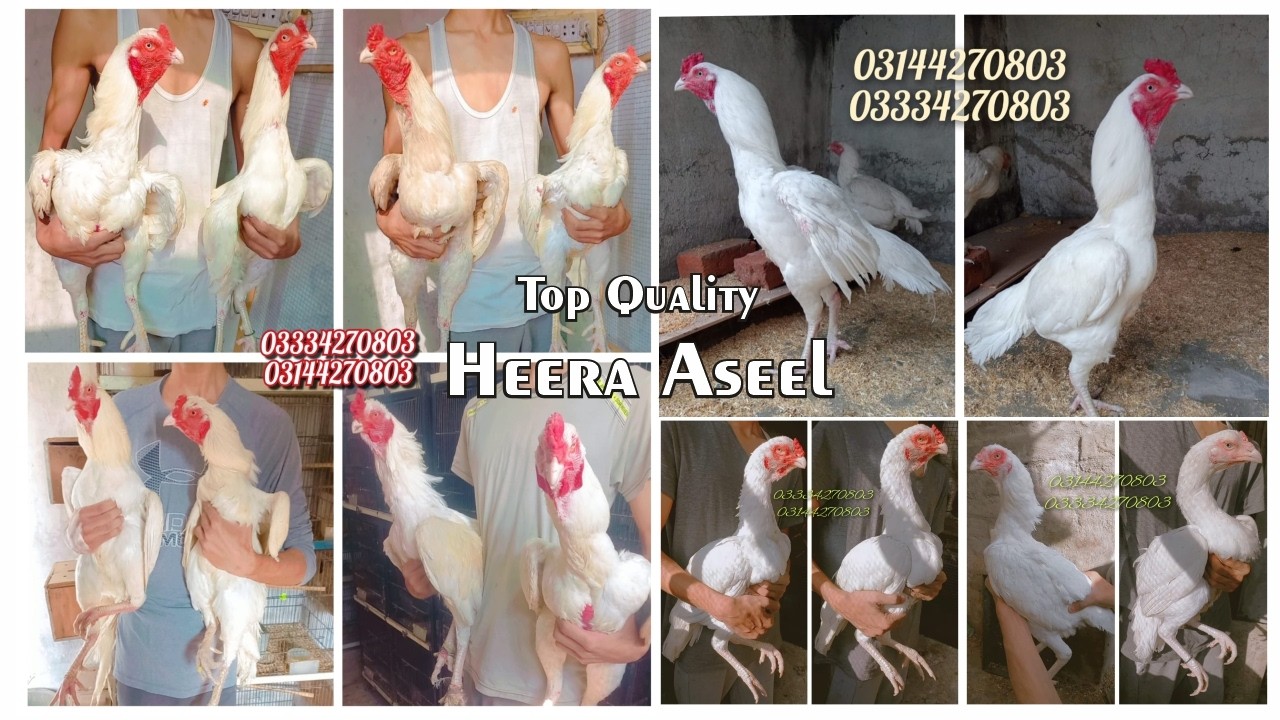Watch my Quality Heera Aseel Setup | Quality Heera Aseel Chicks | MMMAviary |