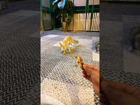 ذكى الفنك الثعلب