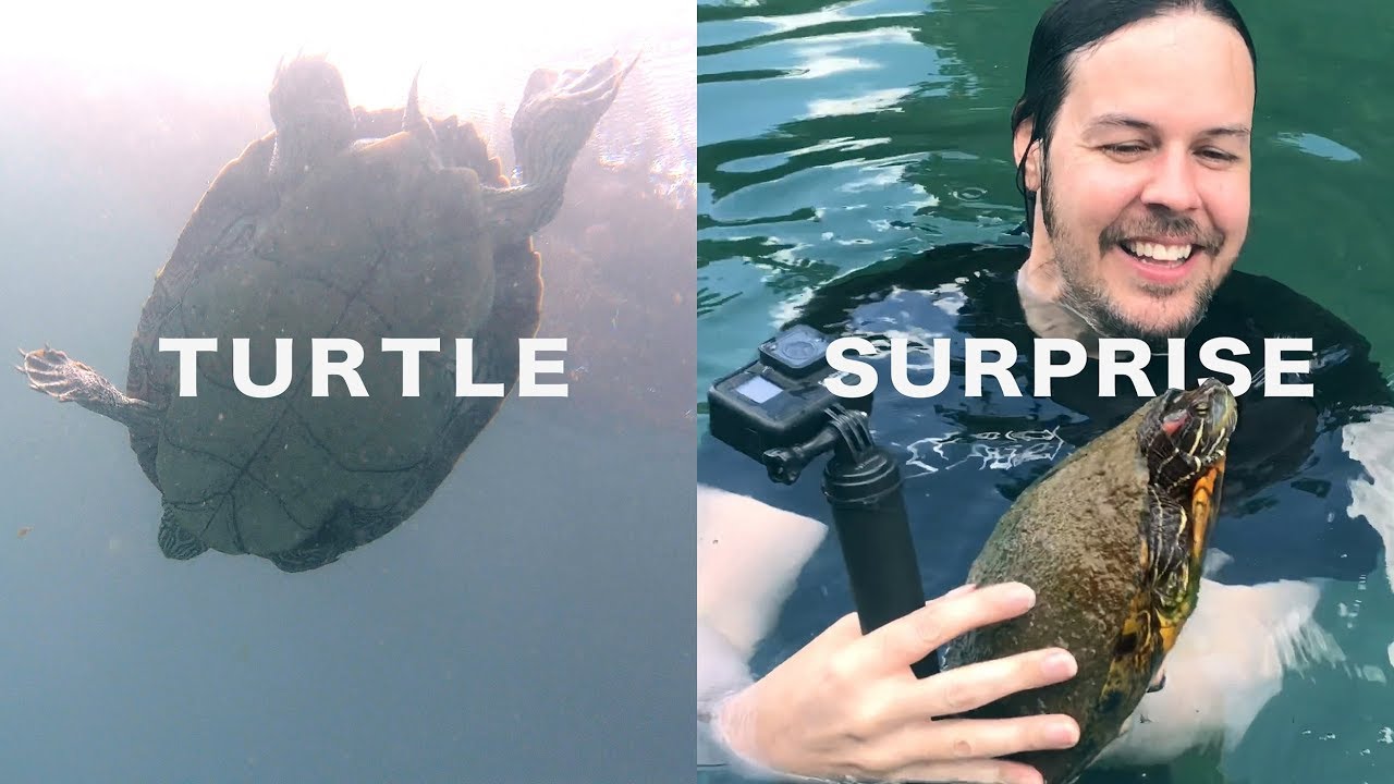 Turtle Gopro Surprising Turtles with GoPro - YouTube