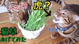 猫草に頭を突っ込んでふごふごするベンガル猫が可愛い。