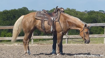 Ima Sunday Cutter***For info, price, etc., go to our website*** Valley View Ranch