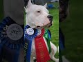 GRD Nemesis The Cutler Stomp Dogo Argentino Puppy Litter C Dogo Dogoargentino Puppy