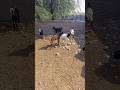 تيس أحمر يتجول بثقة داخل مزرعة الماعز Animals Goat Shorts 