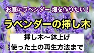 【ガーデニングを楽しもう！】ラベンダーの挿し木から鉢上げまでのやり方と挿し木で使用した土の再利用方法をまとめた動画です。