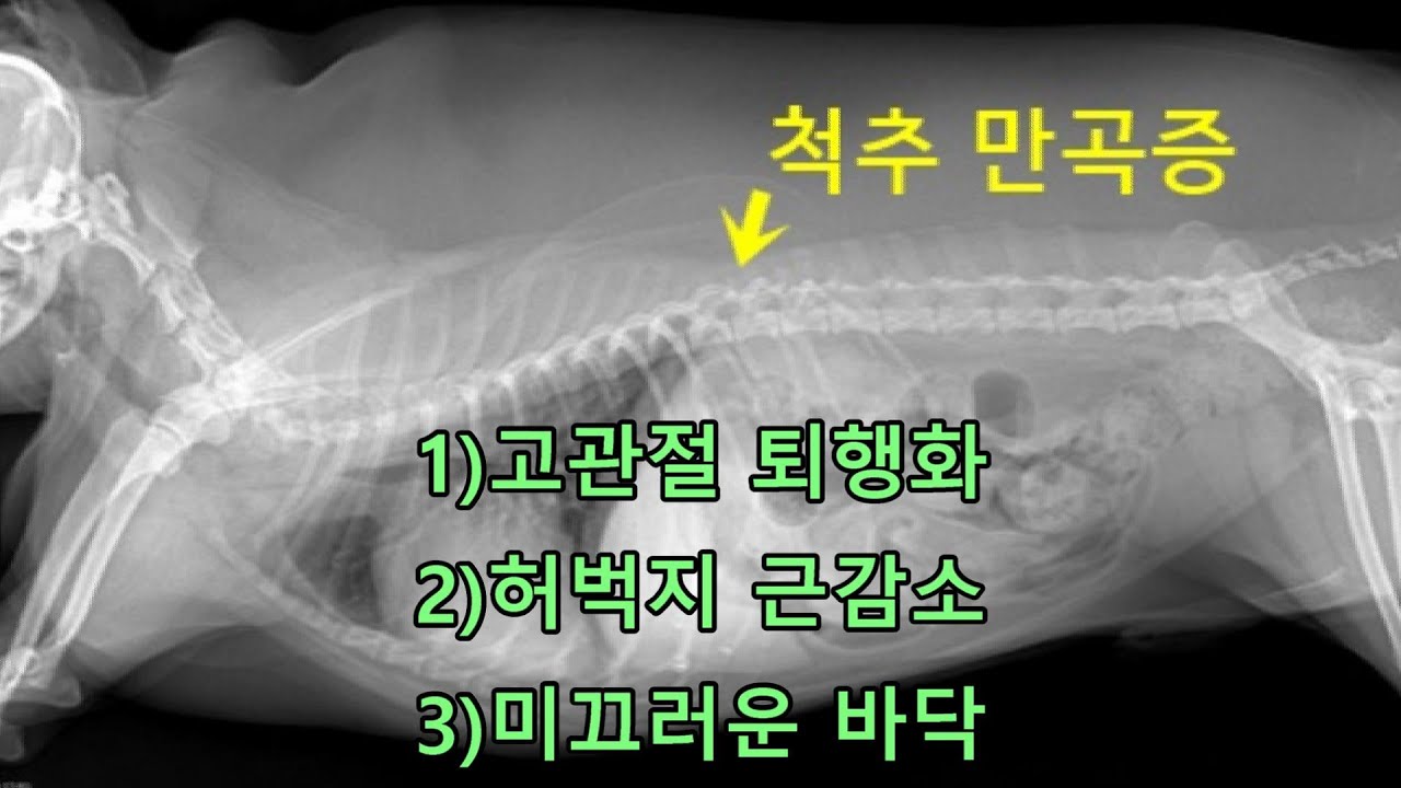 포메라니안 경추(목) 디스크(Neck IVDD), 거위 기침(Goose honking cough) 한약치료(Vegetable