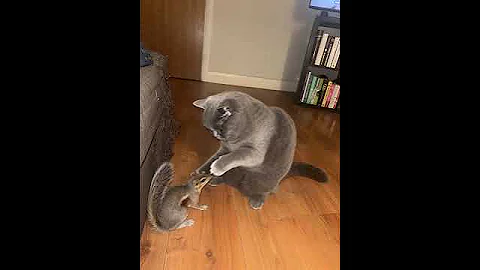 Watch the video about Bruno the British Shorthair Cat Meets a Squirrel 😹🐿️ | Funny Short