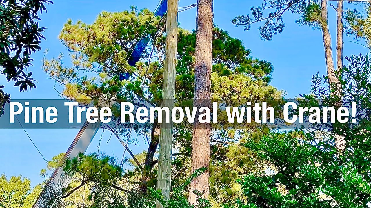 Removing a Pine Tree in a Tight Space - YouTube