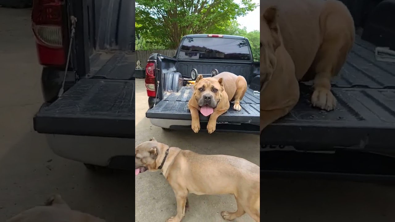 Formentino Female Cane Corso