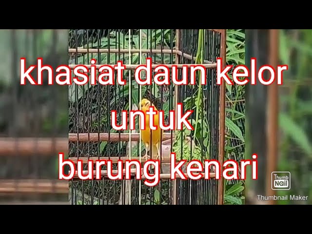 Manfaat daun kelor untuk kenari - YouTube