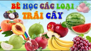 B Hc Cc Loi Qu  c Tn Cc Loi Qu Qu To Qu Chui Qu Nho Qu i Thanh Long  Sa Tv