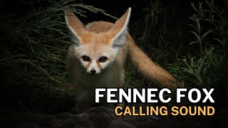 Fennec Fox Calling Sound by Nature Voice Channel 130 views 4 months ago 15 minutes