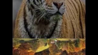 Download lagu Angel voice Ennio Morricone