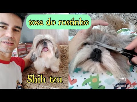 Vídeo: Disautonomia em Cães