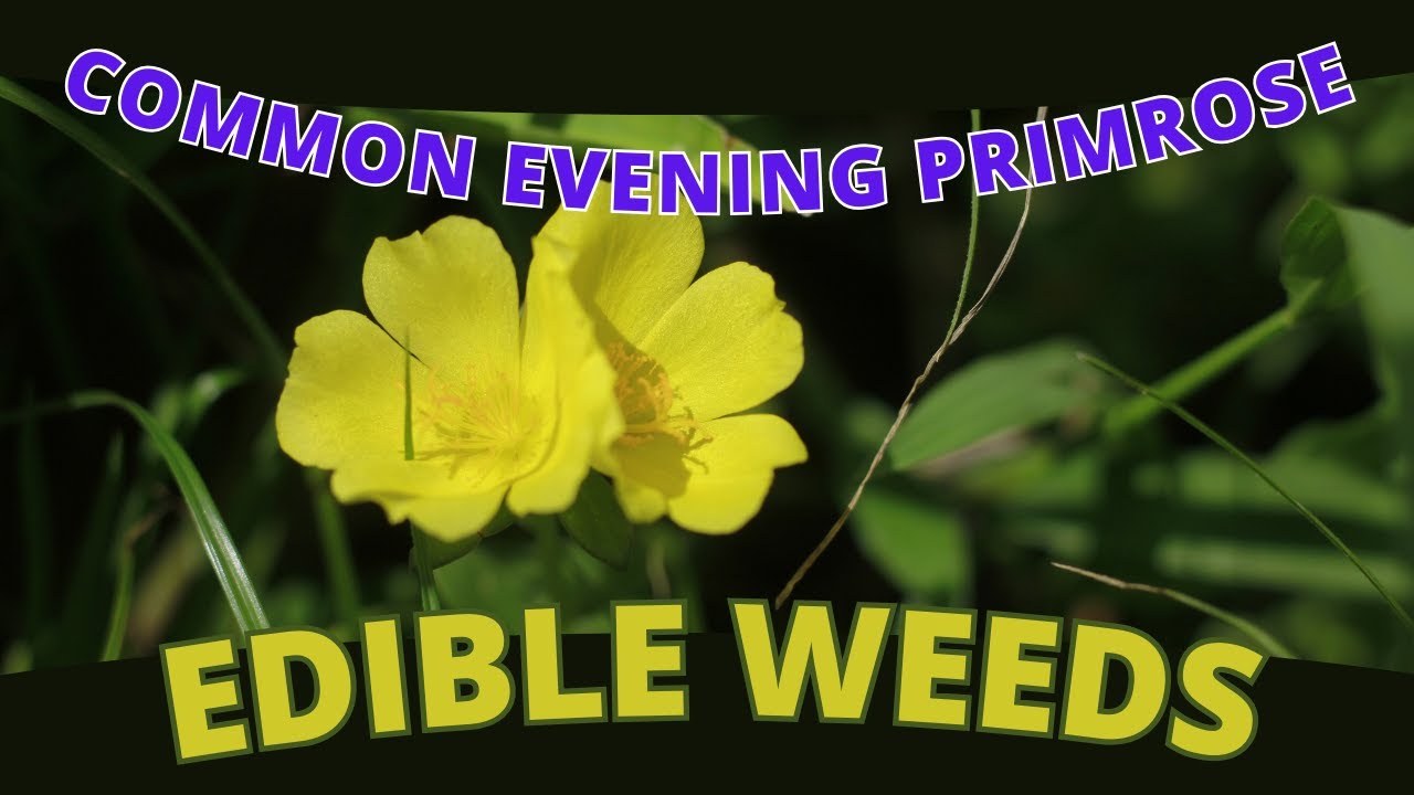 Edible Weed COMMON EVENING PRIMROSE: Food Foraging! (Oenothera biennis)