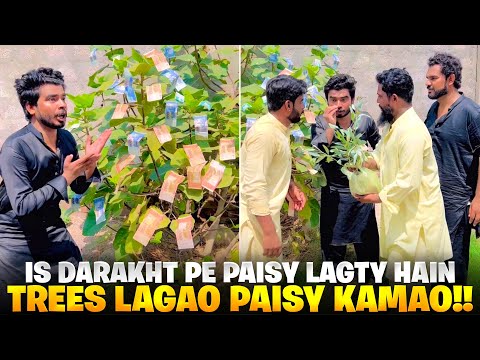 Is Darakht ? Pey Paisy Lagty Hen ? tree’s ? Lgao Pesy Kamao?