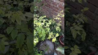 star fruit plant ki problem