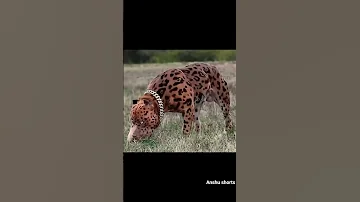 كلب بيتبول ناذر شبيه نمر 