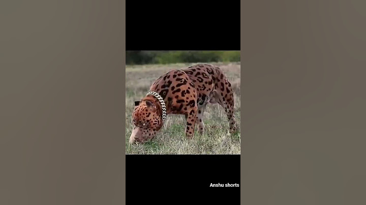 كلب بيتبول ناذر شبيه نمر 🐆