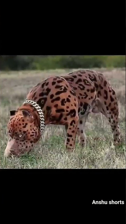 كلب بيتبول ناذر شبيه نمر 🐆