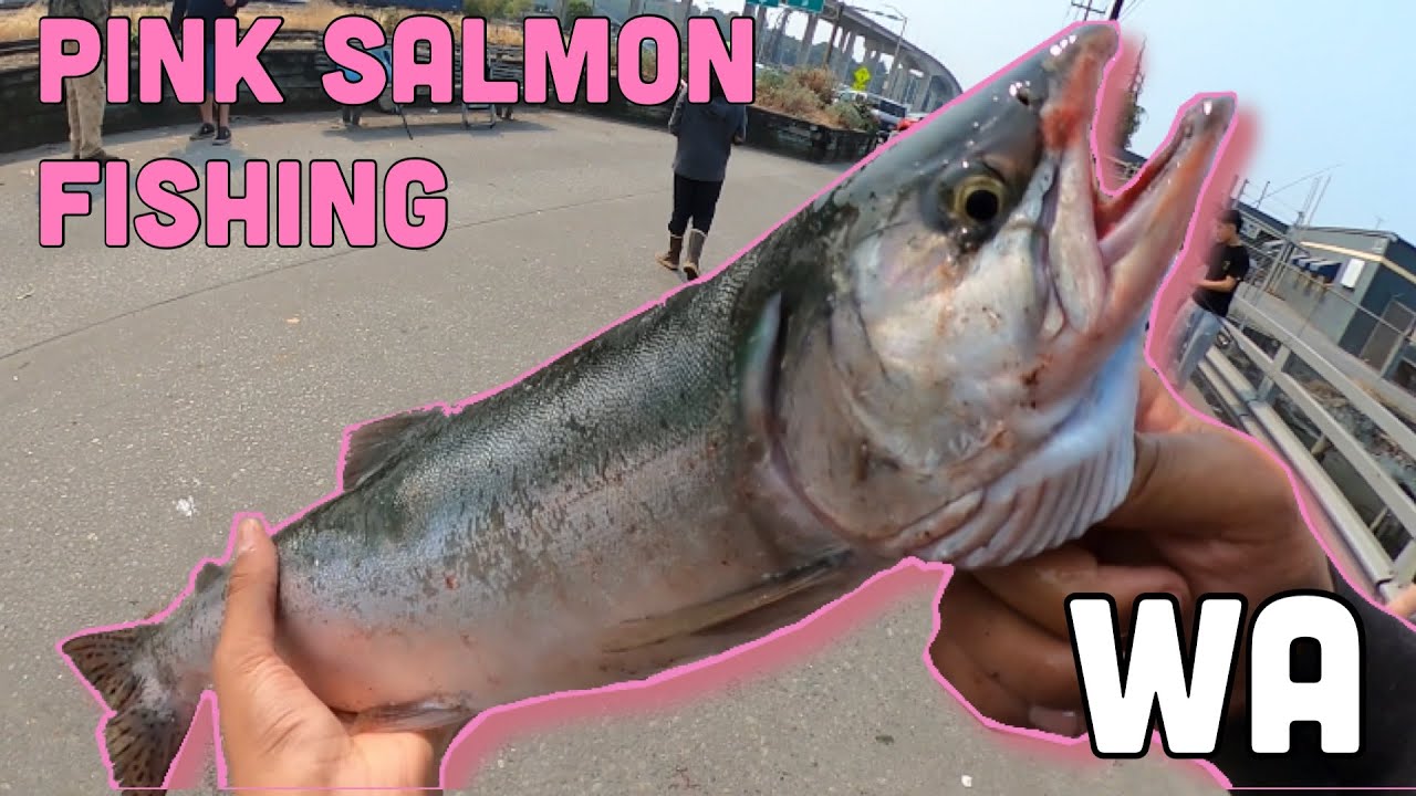 PINK SALMON FISHING WASHINGTON STATE YouTube