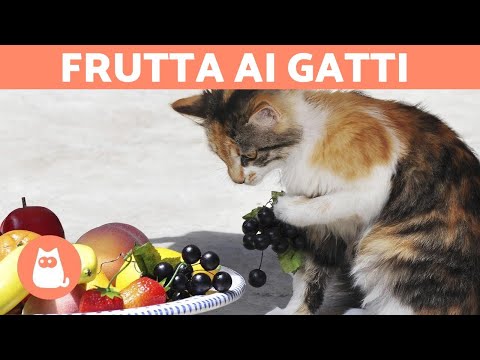 Video: Perché I Gatti Mangiano Frutta E Verdura?