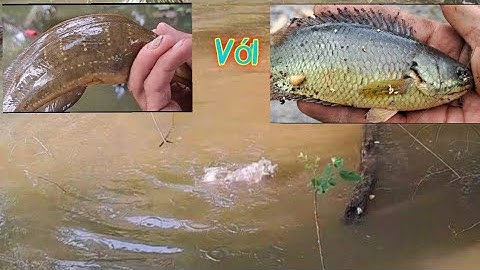 Cá rô .trê ruộng này nhiều lắm .có đem dế là hốt ổ rồi ,#p46 youtube câu cá hóc môn