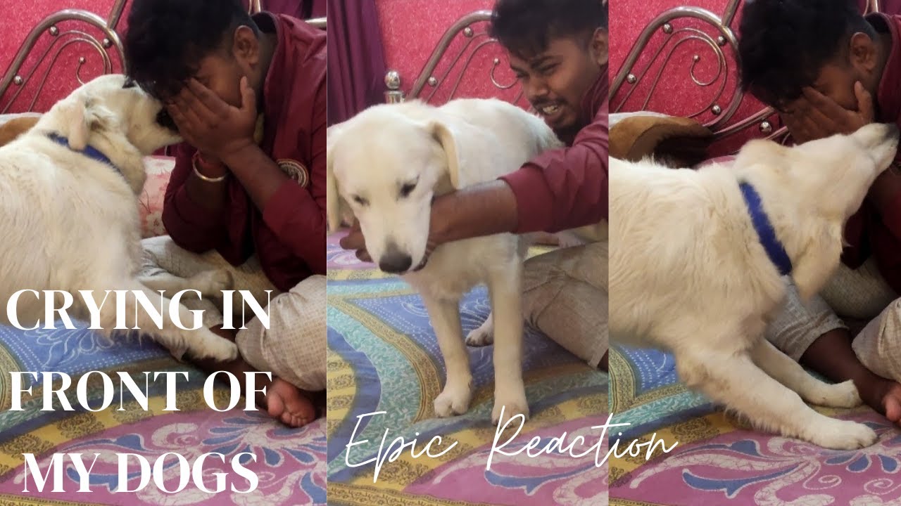Fake Crying Prank on my Dog || Crying in of Dogs || Epic Reaction || Life with Doggo ||4k