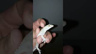 Salamanquesa Comúntarentola Mauritanica.