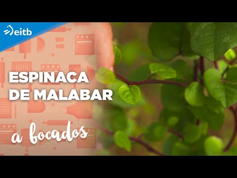 Vídeo: Espinacs De Malabar O Basella (Basella Alba), Que Creixen Sobre Un Davall De La Finestra