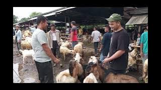 Update Harga Kambing Dan Domba Pasar Hewan Jonggol Kabupaten Bogor, Senin 14 Juli 2025
