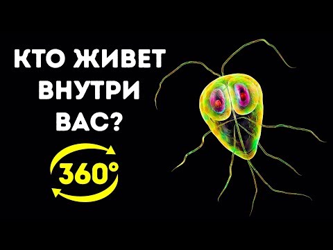 Тайная Жизнь Бактерий в Вашем Организме || 360 VR