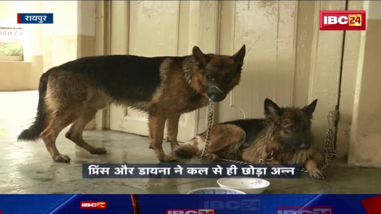 Ajit Jogi Health News: Jogi के बीमारी से उनके पालतू कुत्तों ने छोड़ा खाना || देखें पूरी खबर