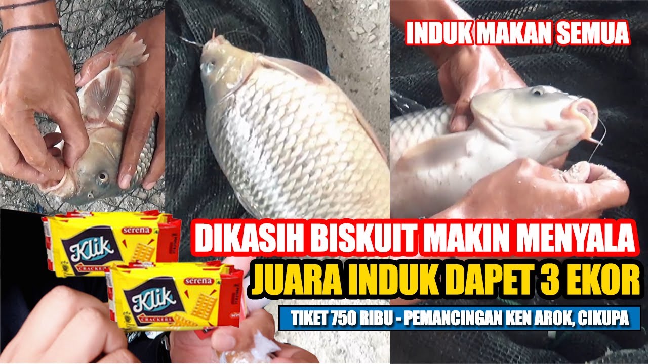 GILA INDUK AUTO NYAMPERIN PAKE BISKUIT INI‼️ BAWA PULANG JUARA INDUK DAPET 3 EKOR MAKAN SEMUA‼️
