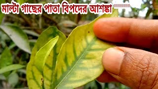 মালটা গাছের পাতা হলুদ হয়ে যাওয়া রোগের প্রতিকার। Malta is a remedy for yellowing leaves