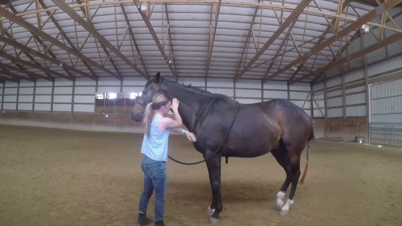 Equine Massage video 2