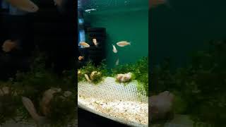 Choprae Danio Babies