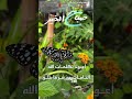 اذكار الصباح بيشة واقادر الكردي اعوذ بكلمات التامات
