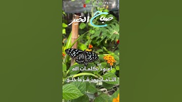 اذكار الصباح بيشة واقادر الكردي اعوذ بكلمات التامات