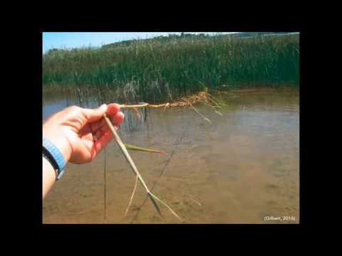 Lake Huron Webinar Series - Invasive Species