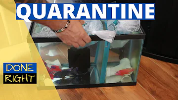 Quarantine Tank - Why its important (Easy Setup)