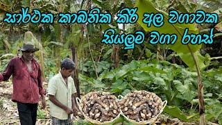 කිරිඅල වගාව මූල සිට අගදක්වා නිවැරදිව / kiri ala wagawa / kiriala wagawa sinhala