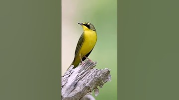 Singing nightingale  || The best bird song || #shorts  #birds