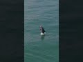 Delfines sorprendieron a surfista en Puerto Colombia #dolphin #reels #animals #shortsfeed #viral al