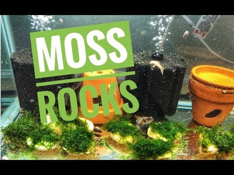 Moss Rocks: Rescaping 55 gallon aquarium - YouTube Moss On Rocks In Aquarium