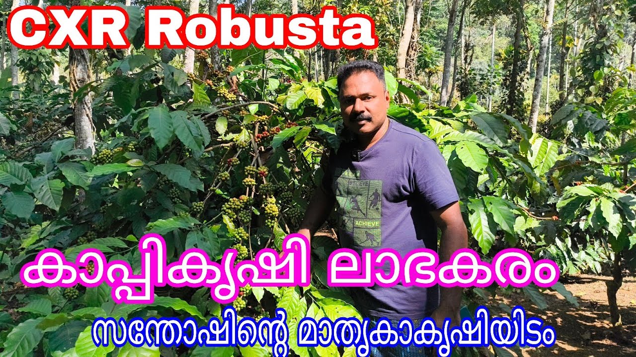 CXR Robusta Cofee Model Farm#agriculture#antony Muniyara Vlogs