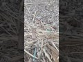 Пустые бутылки и использованные шприцы на берегу Копы надоели жителям Кокшетау (видео)