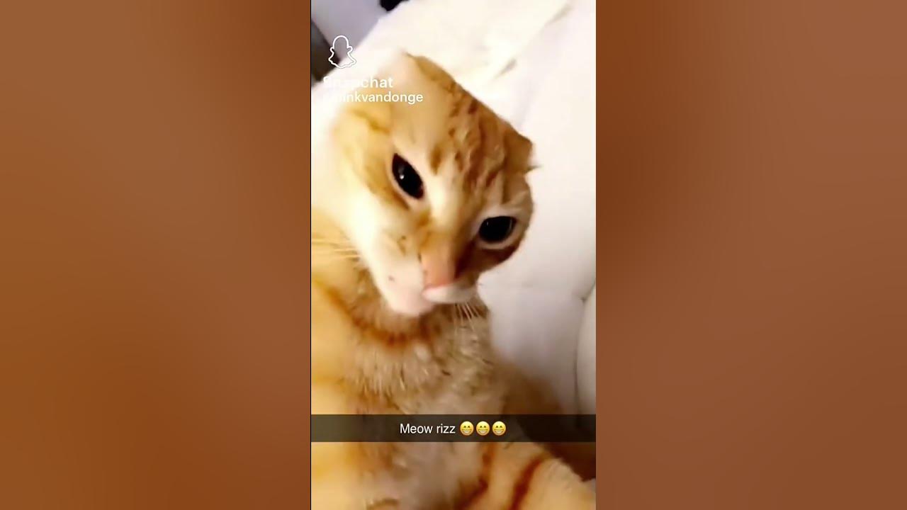 Meow rizz - YouTube