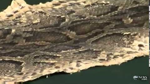 Biggest Python In Florida Snake Hunt Released Back Into The Wild